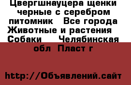 Цвергшнауцера щенки черные с серебром питомник - Все города Животные и растения » Собаки   . Челябинская обл.,Пласт г.